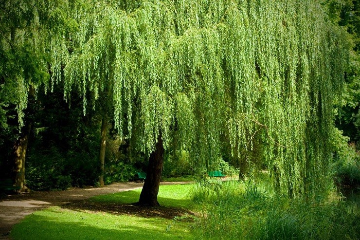 3 Willow Tree Bundle - 3 Different Willow Genu -  Weeping, Austree, Corkscrew