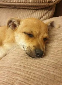 Chihuahua Puppy Dogs Puppies Gumtree Australia Melbourne