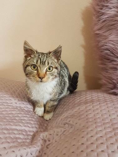 Gorgeous Marble Caramel Tabby Rescue Kitten (Desexed, Vacc 