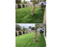Lawn Mowing Services Near Me Gumtree : Lawn Mowing Gardening Landscaping Services Gumtree / Unlike large lawn cutting services, handy gives you a competitive and affordable quote and with the flexibility to schedule your lawn to mowed at the time that works best.