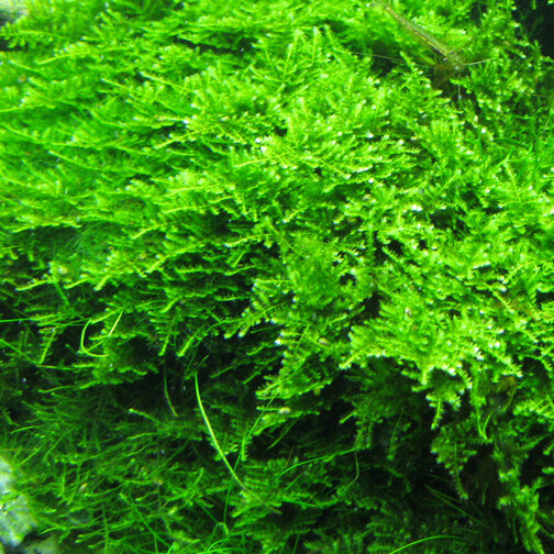 Christmas Moss Vesicularia Live Aquarium Plant Java Moss BUY