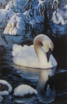 Winter Reflections By Jerry Gadamus, Swan Print 8 x 12