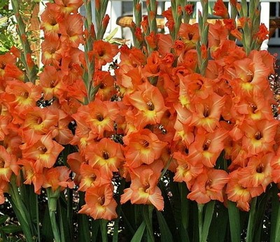 (5) Perennials Gladiolus Bulbs Vista Flower New Flower Ready