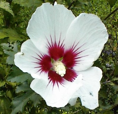WHITE WITH CHERRY CENTER ROSE OF SHARON BUSH SHRUB 100 + Seeds  USA Home Grown
