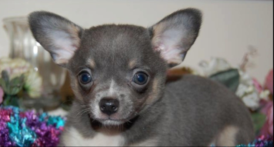 Beautiful Rare Blue chihuahua pup in Little Hulton, Manchester Gumtree