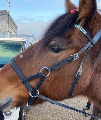 House emblem x-full 17 browband in yellow and black