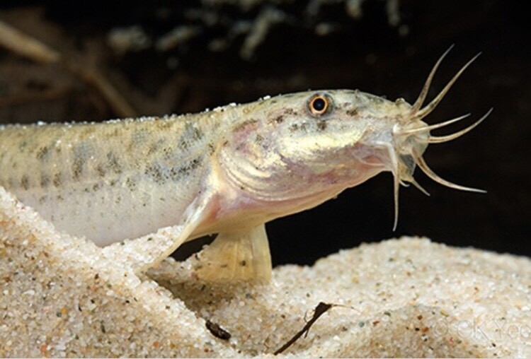 Weather/pond loach in Airdrie, North Lanarkshire Gumtree