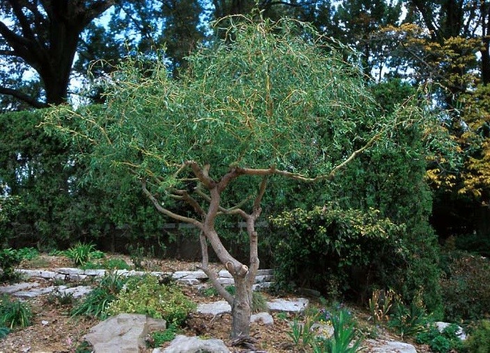3 Willow Tree Bundle - 3 Different Willow Genu -  Weeping, Austree, Corkscrew