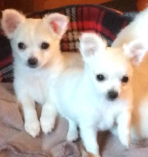 Gorgeous Little White Long Coat Chihuahua Puppies For Sale In