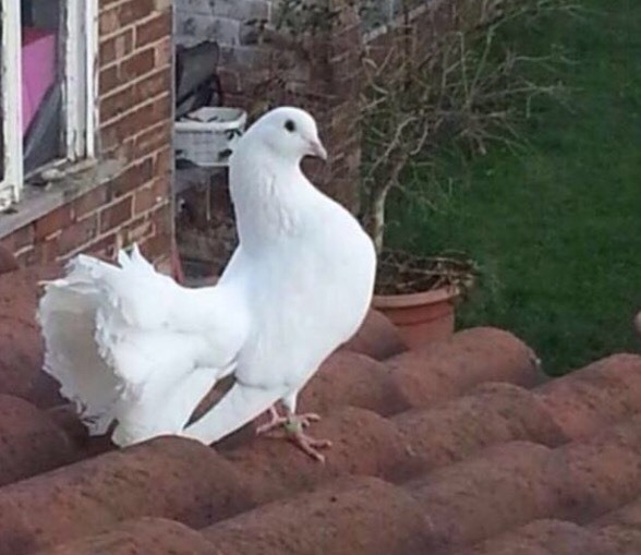White fantail pigeons for sale!! in Luton, Bedfordshire Gumtree