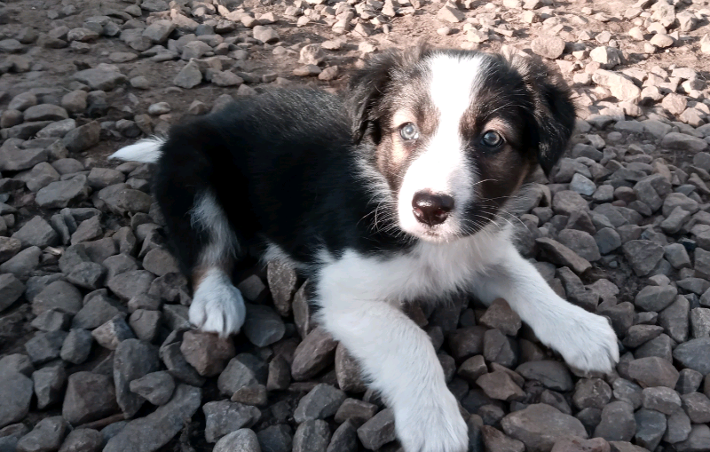 Cute Cuddly Tri Coloured Border Collie Puppy Girl Pup In