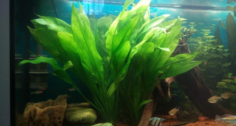 Amazon Sword - Echinodorus Bleheri Beginner Live Aquarium Plants BUY2GET1FREE*