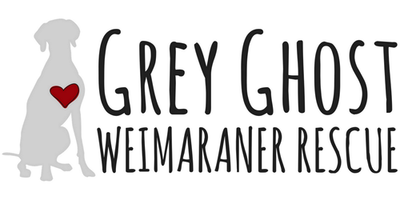 Grey Ghost Weimaraner Rescue