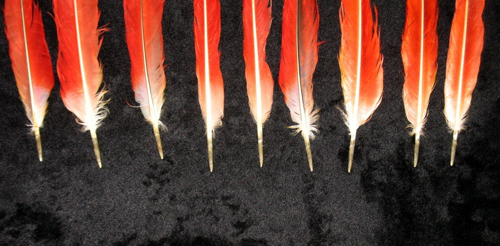 9 BEAUTIFUL SCARLET MACAW TAIL FEATHERS 17