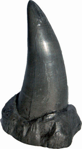 Dinosaur & Reptile Fossils