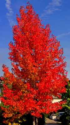50 Samen Amberbaum (Liquidambar styraciflua), Seesternbaum, als Bonsai geeignet