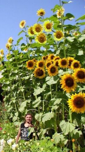 Zwiebeln Riesen-Sonnenblumen Zwiebel Blumenzwiebeln winterhart duftend 