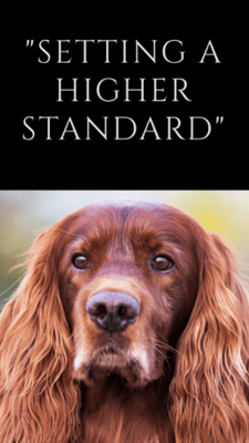 Save Our Setters, Inc.