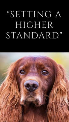 Save Our Setters, Inc.