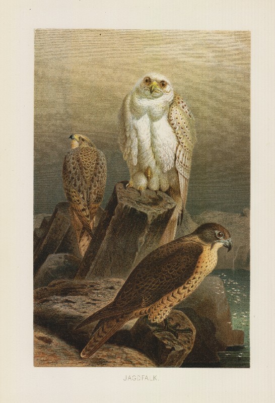 Jagdfalke Falke Gerfalke (Falco Rusticolus) Raubvogel Lithographie Von 1892