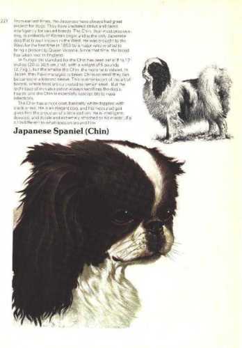 Artist Signed Fisher Charley Lady Japanese Chin Dog serie