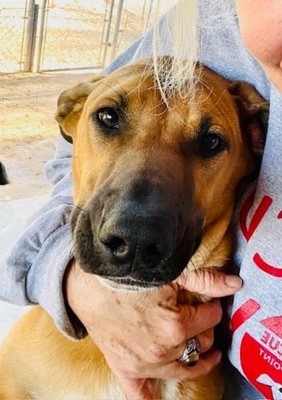 Barbs Dog Rescue