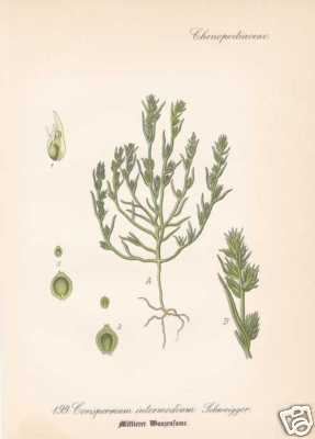 Corispermum Intermedium Wanzensame Thome Litho 1886