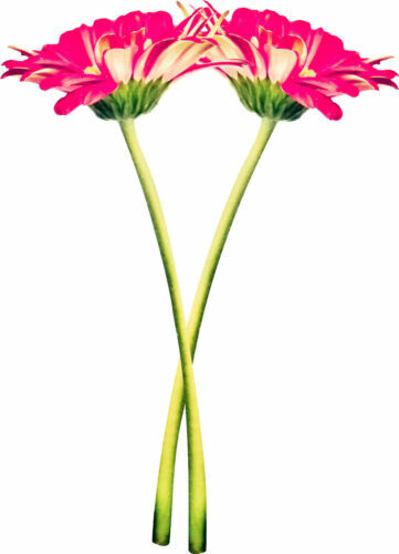 Living The Dream Personalizzato Slogan Auto Finestra Paraurti - Foto 2