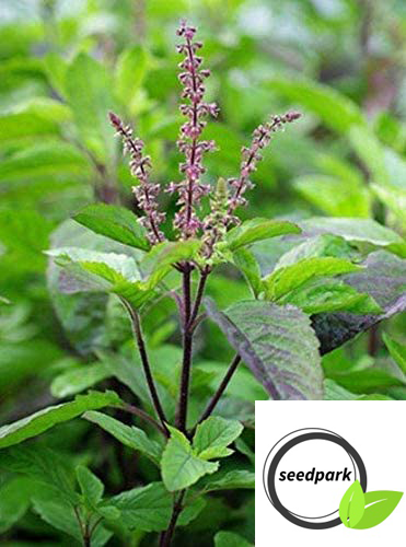 250 SAMEN BASILIKUM TULSI HOLY OCIMUM SANCTUM INDIEN