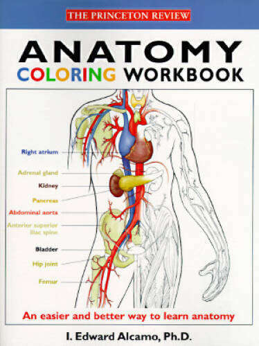Anatomy Coloring Workbook (princeton Review) - Paperback - Good
