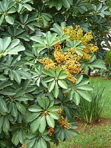 INDOOR BONSAI, DWARF SCHEFFLERA (HAWAII UMBRELLA TREE) 5 YEARS OLD, BROOM STYLE.