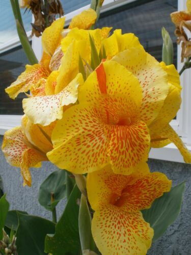Semillas De Achira Canna Indica - Siembra Y Artesanías | Cuotas sin interés