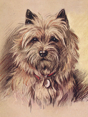 New Norwich Terrier Profile Notecard Set - 6 Note Cards By Artist Ruth Maystead