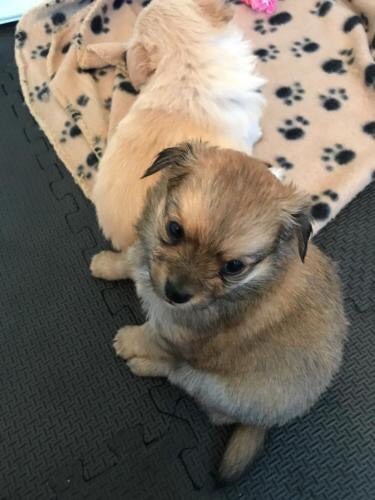 Pomeranian cross teacup chihuahua in Leslie Fife Gumtree