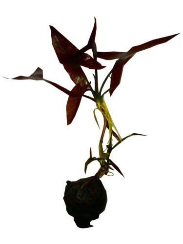 Live Aquarium Plants