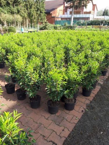 Vollschatten Pflanzen, Sämereien & Blumenzwiebeln für salzhaltigen Boden