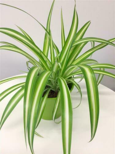 monstera adansonii panaschiert Monstera adansonii variegated – Green Mirrors