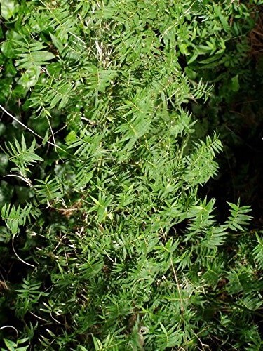 4 Plants - Fernleaf Bamboo/Bambusa - Highly Prized Sound Blocking Hedge   g