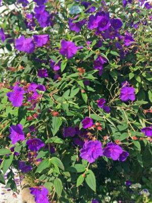 Tibouchina urvilleana | Glory Bush | Princess Flower | 100 Seeds