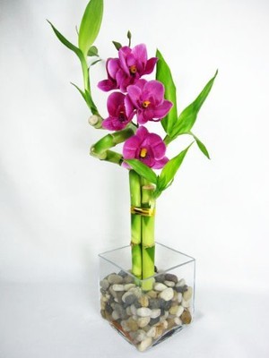 Live Spiral 3 Style Lucky Bamboo Plant W Silk Orchid Glass Vase