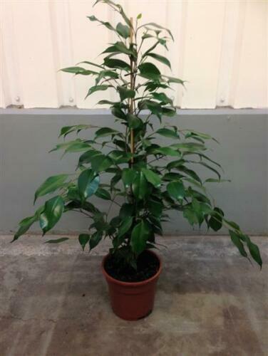 Pflanzen Klle Geigenfeige 'Ficus Lyrata', Pflegeleichte Zimmerpflanze Hhe  100 | eBay.de