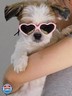 G016 Dog Cat Pet Heart Sunglasses Glasses for Small Breed up to 15lbs (Heart Pink-Pink Mirror)
