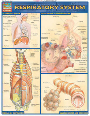 Respiratory System (Quickstudy: Academic) - Pamphlet By BarCharts, Inc. - GOOD