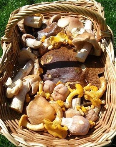 Steinpilze -  Edel Pilz Mischung Waldpilze Mischpilze Top Aroma Getrocknet 150g