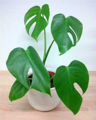 Monstera Deliciosa albo Variegata Stecklinge | eBay.de