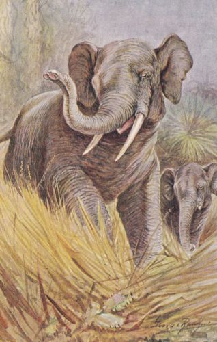 Steiff Elefant 1909 Red Elephant L.ED.2006 | eBay