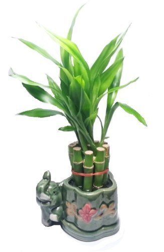diffuser for plants Bloom Ceramic Essential Oil Diffuser