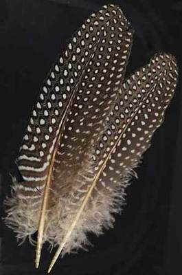Two Guinea Hen Wing Feathers for use as a Quill or Saging!