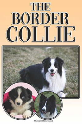 Buying a hotsell border collie