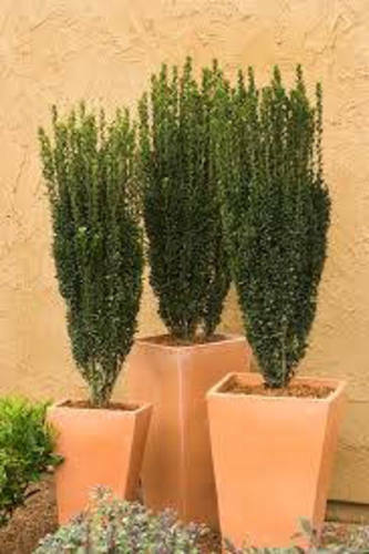 Japanese Holly Shrub/hedge/trees, 6-18